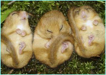 dormice